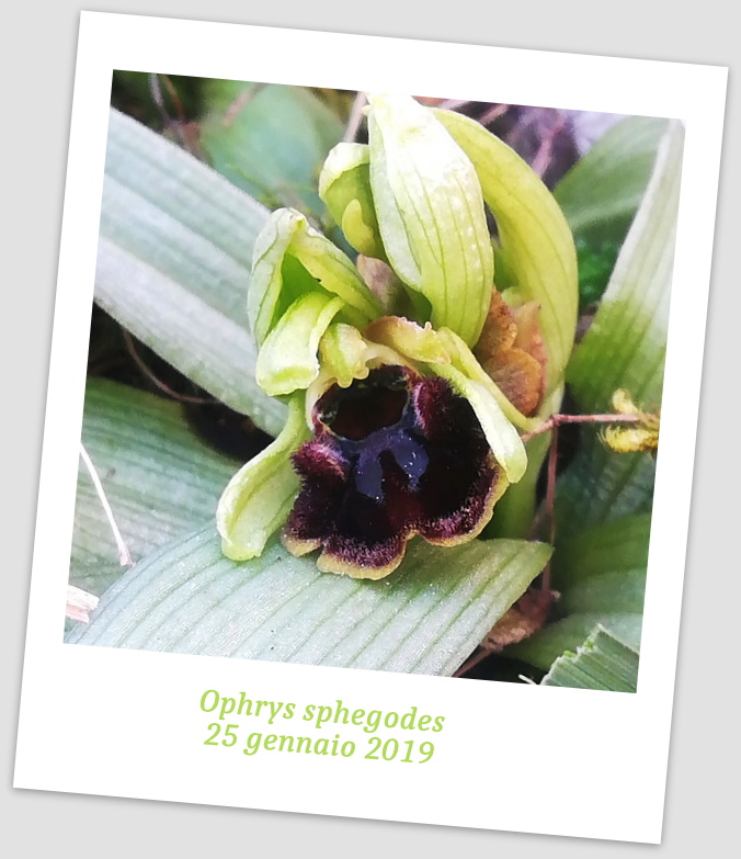 Ophrys sphegodes